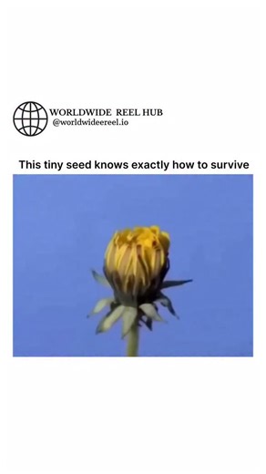 WORLDWIDE REEL HUB on Instagram: "A dandelion’s life begins with a single lightweight seed drifting through the air until it finally lands on soil. Once grounded, the plant starts small, forming a low rosette of leaves that hug the ground and absorb sunlight efficiently. At the same time, a strong taproot grows deep underground, storing nutrients and anchoring the plant firmly in place. As the dandelion matures, it sends up a hollow stem topped with a bright yellow flower. This flower attracts i