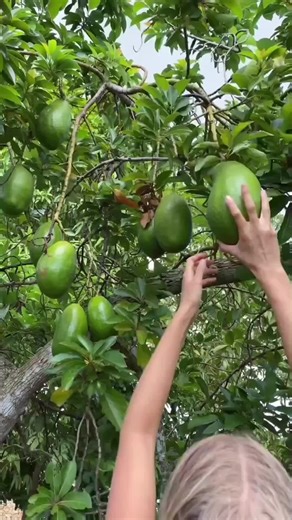 Satisfying ASMR Fruit Sounds for Relaxation