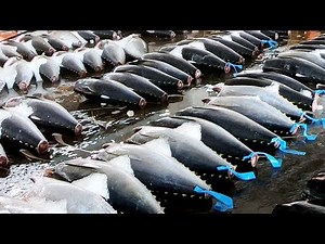 Tuna Fish Cutting for Sashimi in Taiwan Donggang