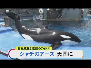 プールでは残されたリンが寂しそうに…名古屋港水族館のシャチ『アース』が天国へ 7/31からエサ食べず容体悪化