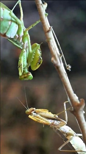 Savage Praying Mantis Attack | Shocking Territory Fight
