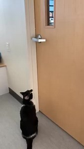 Max Headroom (H202020) likes opening doors that lead into new opportunities such as getting adopted. He also knows that his endless charm will with you over with just one headbutt! Be prepared to fall in love with him from the moment you say hello! #BiancasFurryFriends #GetYourRescueOn #SmartCat #Adopt | North Shore Animal League America