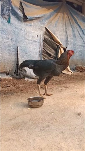parrot beak female not sale #black beauty🖤🖤🖤 #odisha #balasore #mayurbhanjia #jaleswar #westbengal