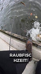 Perch Go Kit in Action - Barsche fangen im Herbst #angeln #barsch #fishing #jaeger | Jaeger Fishing
