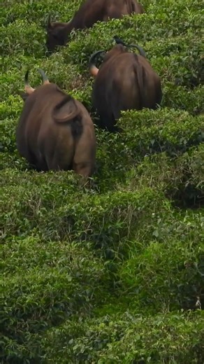 Peaceful Gaur Herd in Valparai Tea Gardens | Nilgiris Wildlife Video