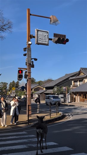 鹿が渡るのを待ってくれる奈良交通バス #奈良交通 #奈良公園 #鹿 #お辞儀