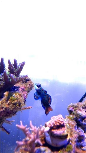 Synchiropus splendidus #aquarium #reeflife #reef #fish #acuariomarino