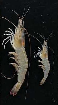 EHP in Shrimp Farming Explained | The Silent Disease Reducing Growth & Farm Profits 🦐