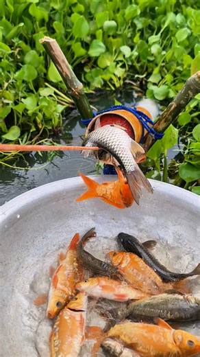 Great fish Catching idea by using PVC pipe trap from lake #fishing #fish #fishinglife #reels | Fishy Story