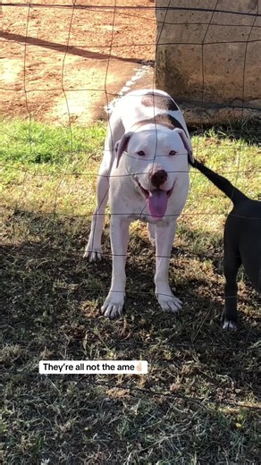 Understanding Pitbull Diversity