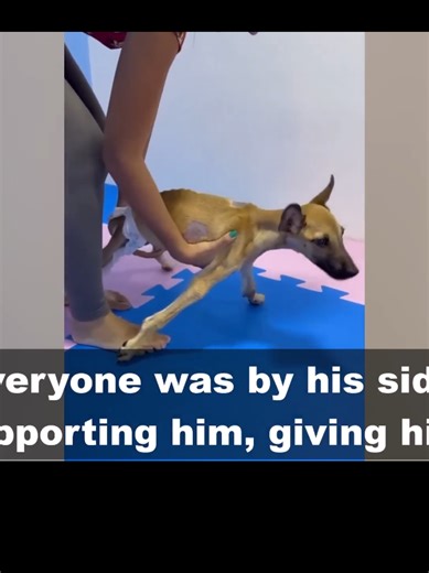 Rescued Dog's Heartwarming Transformation