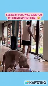 Priorities in check ✅ 😅 #dogs #comedy #humour #humor #laughs #jokes #skit #sketch #funny #laughs #jokes #dinner #dog #animals | The Humorous Clip