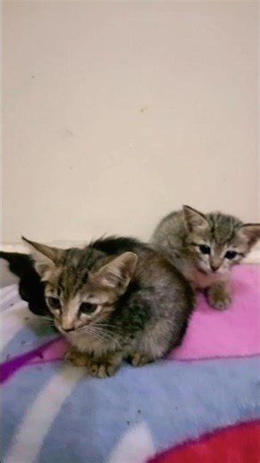 Motherless Baby Kittens Rescue & Adopted 🐱💔 | Saving Newborn Kittens #shorts