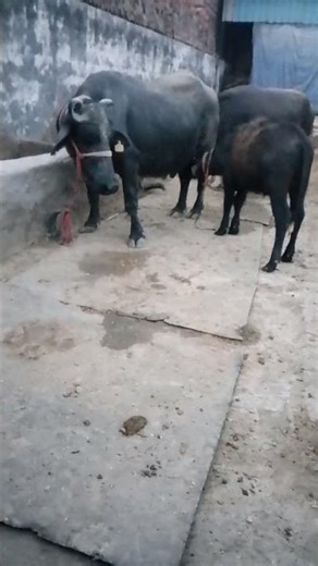 #black#buffalo #lover #murrahbuffalo #animals #video #dairyfarm #trendingreels