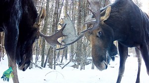 92K views · 3.4K reactions | Cool footage of 2 bull moose sparring...