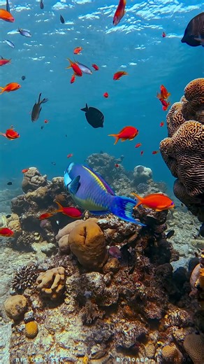 Heavybeaked Parrotfish!!!
