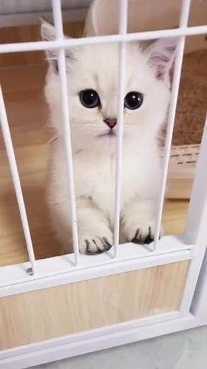 Pretty babies. 🐈‍⬛ | Pets Life