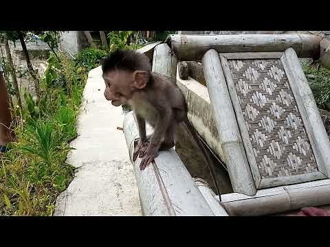 BABY MONKEY EAT CHILI PEPPER
