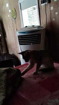 #song #movie #duet #smritianajori #love #funny #cuteanimal #cat #cutecat #folkgaan