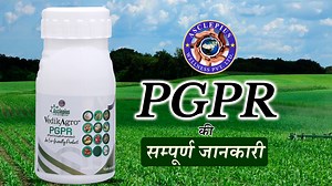 9.9K views · 744 reactions | PGPR is a Plant Growth Promoter Product...