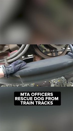 MTA Police Officers Lewis, Dolce, and Olivares, helped lure a shy pit bull out from under a Metro-North train in the Bronx. https://abc7ny.com/post/mta-heroes-officers-rescue-dog-metro-north-train/14890339/ | ABC7NY
