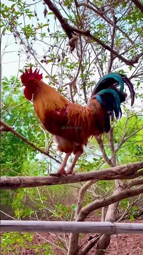 Majestic Rooster Crowing from Tree Branches with Gentle Clucks🌿🐓#roostercrow #villagelife #chicken