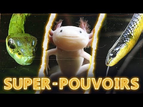 5 ANIMAUX avec des SUPER-POUVOIRS #2
