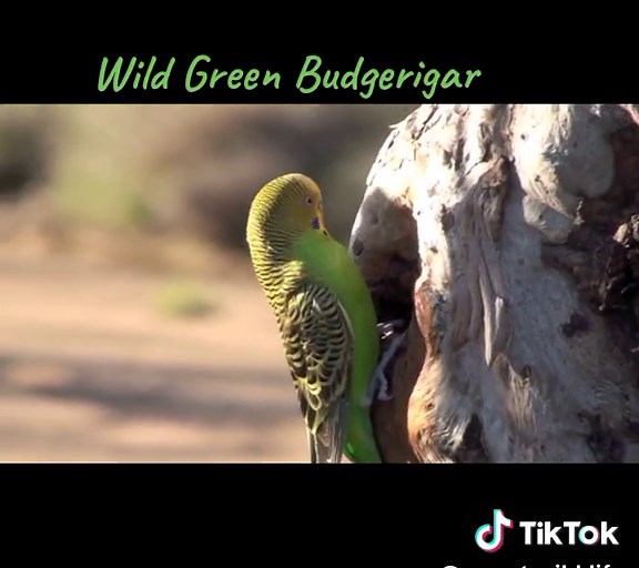 Budgerigar The Budgerigar ( Melopsittacus undulatus), also known as the common parakeet, shell parakeet or budgie , is a small, long-tailed, seed-eating parrot. Budgies are the only species in the genus Melopsittacus. Naturally, the species is green and yellow with black, scalloped markings on the nape, back, and wings. Budgies are bred in captivity with colouring of blues, whites, yellows, greys, and even with small crests. Juveniles and chicks are monomorphic, while adults are told apart by th