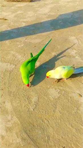 Teaching My Parrot Smooth Return Without Whistle#parrot #birdtraining #nonstoptalkingparrot #birds
