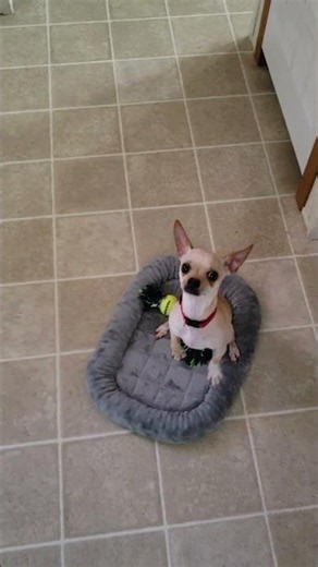 Willard wants to go to grandma's