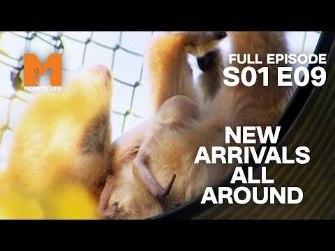 New Arrivals and New Friends | Monkey Life Season 1 EP 9 | Monkey Life