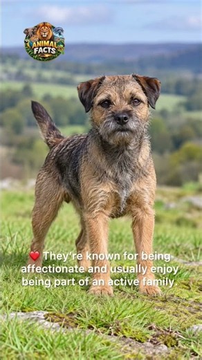 🐶 Border Terrier Facts | Small Dog, Huge Personality! 🐾