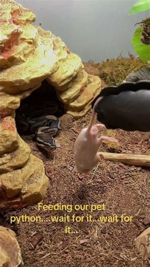 It’s feeding time #pets #ballpython #feed