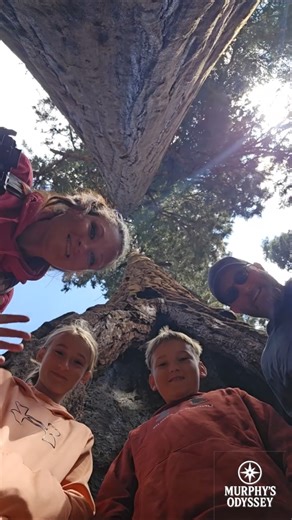 Sherman Tree Trail We Actually Took #sequoia #shorts