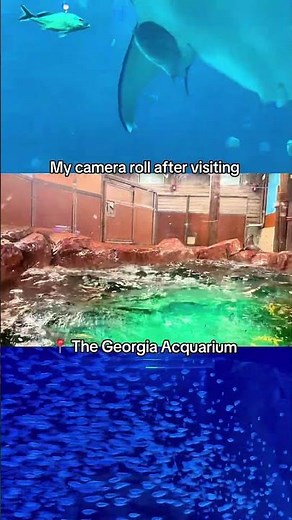 🐋 Things to do in #atlanta : Visit the Georgia Aquarium