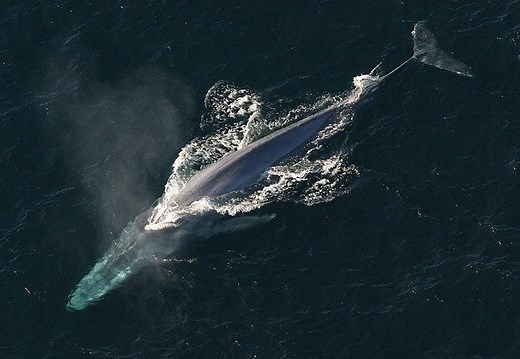 Blue Whale Facts For Kids - Blue Whale Information - About Blue Whale