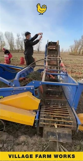 Next Level Carrot Harvesting 🥕🚜 #CarrotHarvester