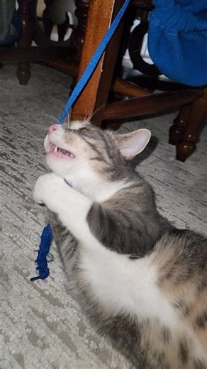 King Leo the Cat with his favorite string