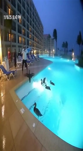 A family of wild ducks crashes a luxury hotel pool party during a massive thunderstorm, causing complete chaos as panicked guests flee while the ducks have the time of their lives. Hotel staff frantically try to remove the feathered intruders as lightning flashes overhead. | AIGoneWild