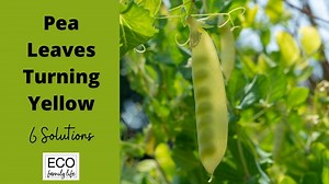 Pea Leaves Turning Yellow | Top 8 Causes and Solutions - Eco Family Life