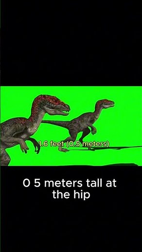 Velociraptor size and appearance