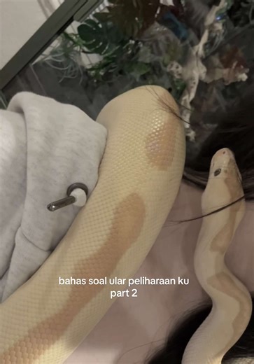 bahas soal ular peliharaan ku part 2 #boaconstrictor #ballpython #hognose #snakes #reptilekeeper