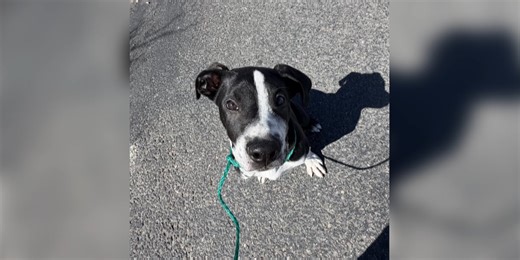 Pet of the Week: Moe the puppy seeks home or foster