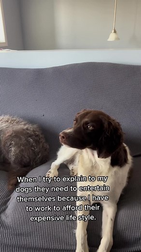 #brittanyspaniel #labradoodle #canineenrichement #millenialdogmom #dogsofttiktok