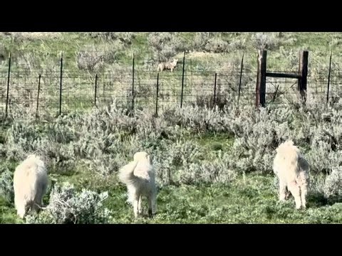 Livestock Guardian Dogs Chase Off Coyote