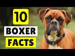10 MIND-BLOWING Facts You Didn't Know About Boxer Dogs 🤯