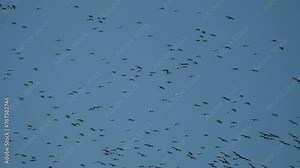 A large migratory bird, the Common Crane migrates in large flocks from south to north in the spring.