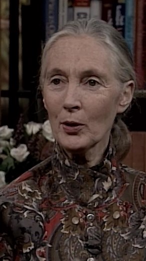 Jane Goodall's Tool-Using Chimpanzees Discovery