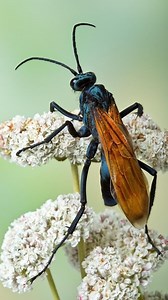 63K views · 15K reactions | The Tarantula Hawk Wasp: Painfully Polite...