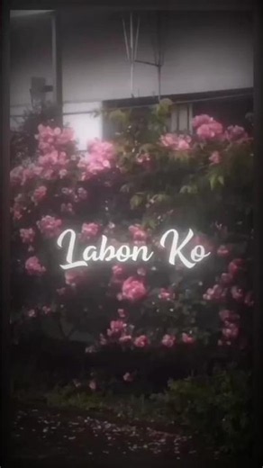 Lobon ko lyrics song #algorithm #lyrics #shorts